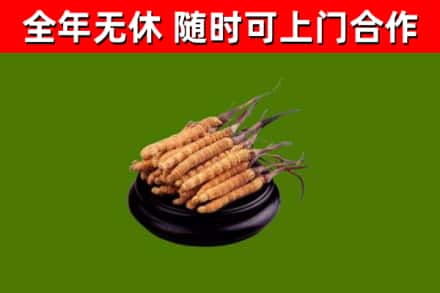 南部县回收冬虫夏草
