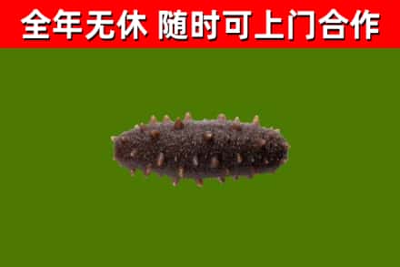 南部县回收海参干